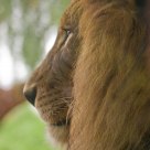 Lion In Wait